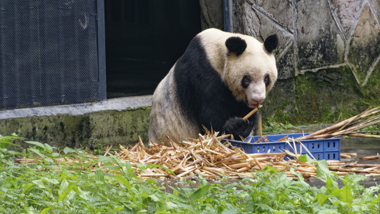 20161106 142336•Zoo Pandas•Jiulongpo District•Chongqing•China